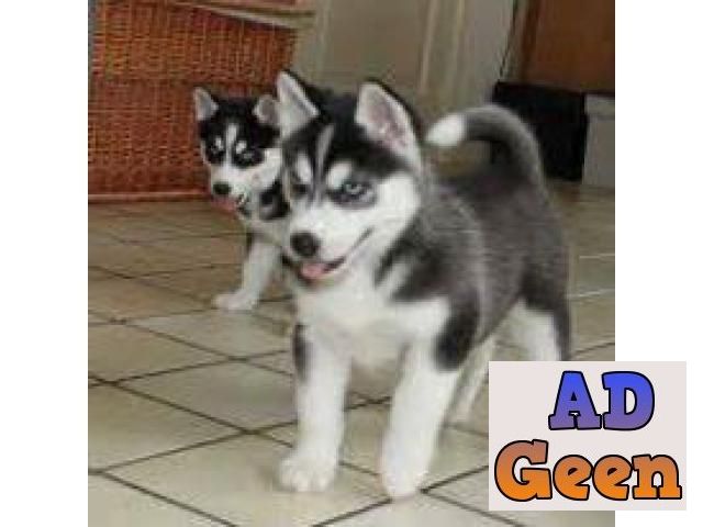 used Siberian Husky puppies 8848423771 for sale 